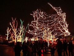 114 Toledo Zoo Light Show [2008 Dec 27]